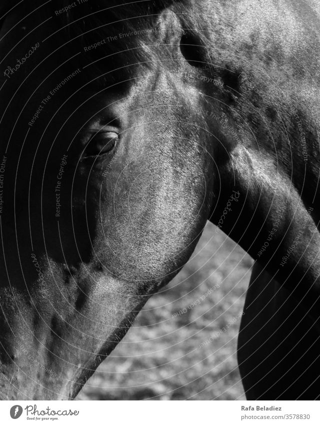Wild black horse in profile Animal Horse Outdoor Nature Field Black & white photo Pattern Skin