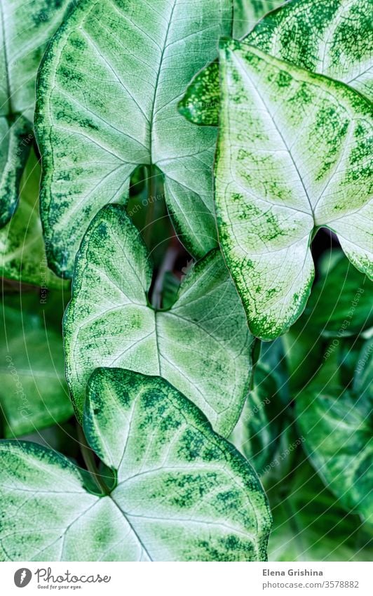 Green leaves Syngonium podophyllum close up, house plant floral green background syngonium leaf closeup vertical abstract foliage nature background green color