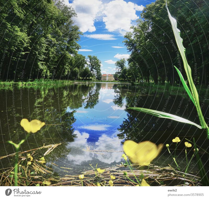 lake view Park Pond trees Forest Water blade of grass buttercups Reflection Water reflection windless Lake Nature Exterior shot Deserted Colour photo