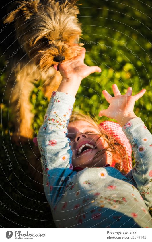 Portrait of a beautiful little 2 years old girl lying on grass and laughing with york terrier. kid licking childhood cute playing dog pets expression yorkshire