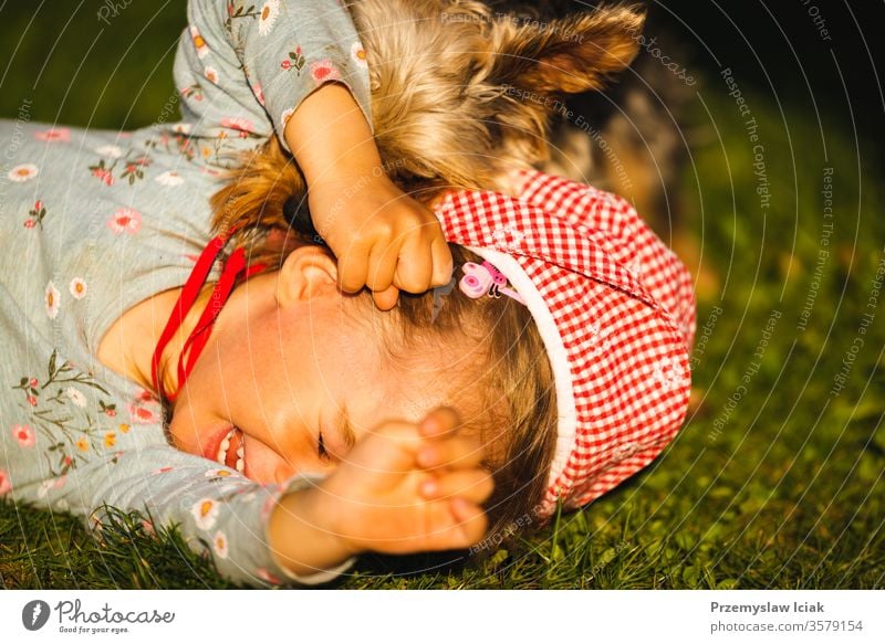 Portrait of a beautiful little 2 years old girl lying on grass and laughing with york terrier. kid licking childhood cute playing dog pets expression yorkshire