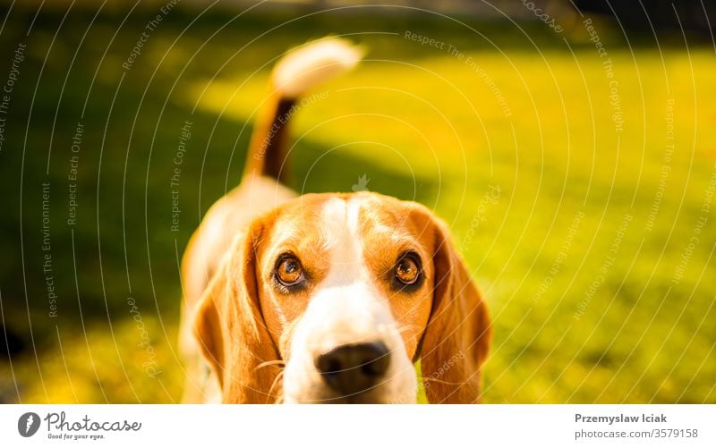 Adorable beagle dog background. Copy space for text on right portrait animal pet outdoor nature park young happy canine grass cute friend hound green pedigree