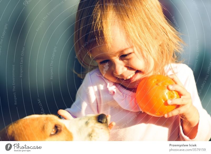 Little girl child playing in sunny day in backyard with her best friend beagle dog. Beagle Child Family Outdoors Summer adorable animal autumn baby background