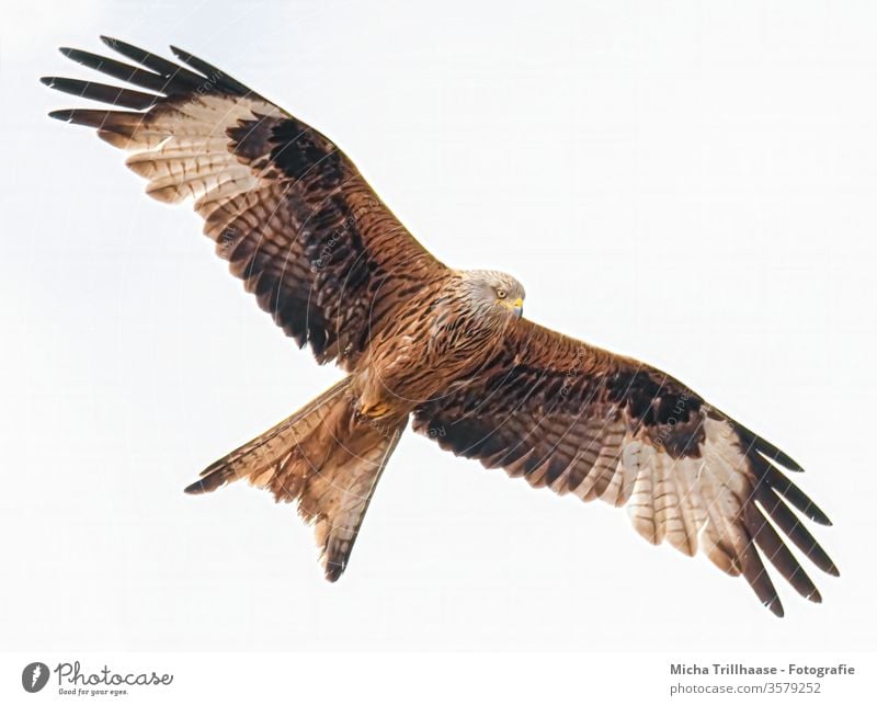 Flying red kite Red Kite Red kite milvus milvus Royal Consecration Crested Harrier Bird of prey Head Beak Eyes Grand piano feathers Wing span Circle flapping