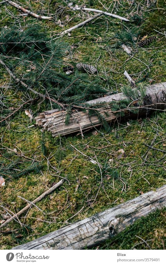 Moss-covered forest floor with branches, twigs and fir cones Forest forest soils texture green moss-covered Fir cone Brittle wood birch Birch branches