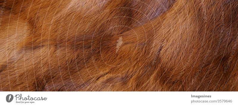 Rabbit fur reddish brown background texture. Fur background brown. Close up of a coat - garment. Animal fur background. Full frame of natural fur coat. Panorama