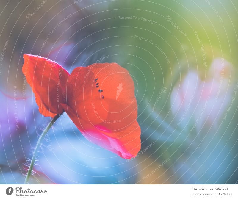Close-up of a red corn poppy blossom in front of a colourful blurred background Poppy Papaver rhoeas Poppy blossom poppy flower red poppy Red variegated