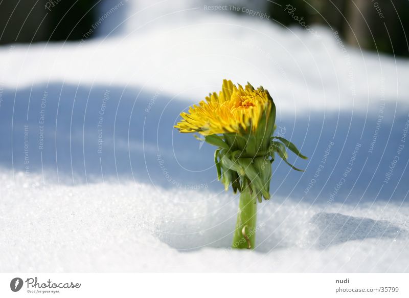 Look who's blossoming. Dandelion Flower Spring Winter Yellow White Green Concealed Blossom Snow shadow