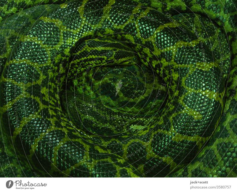 Rolled up, the snake will not reveal its secret at all Wavy grain Anacondas Dappled Lie Bilious green Abstract Pattern Exotic Snake skin Senses Center point