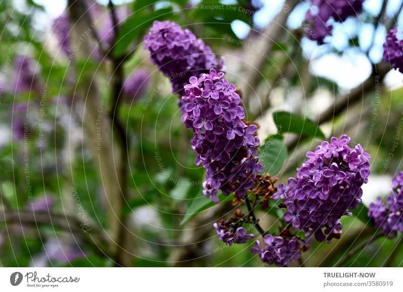 May time! Three purple inflorescences of the robust lilac shrub (Syringa) in full splendor on the branch in front of blurred green of a lilac bush and a little bit the bright blue of the sky shines through the foliage