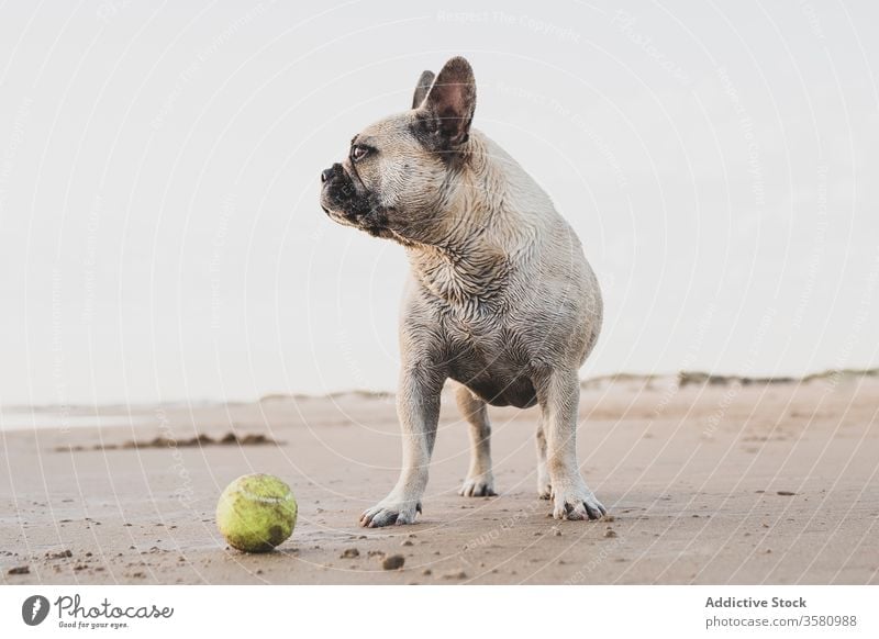 French Bulldog on sandy beach french bulldog tennis ball seashore animal domestic cute wet pet playful coast nature active joy adorable toy stand freedom mammal