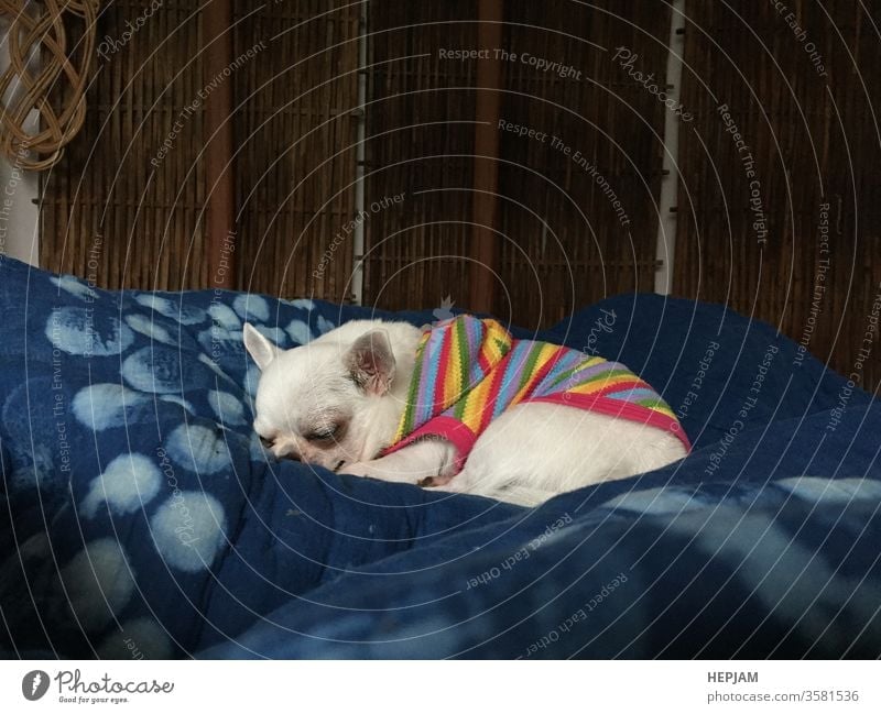 Cute sleepy chihuahua dog is sleeping or napping on bed in bedroom a Royalty Free Stock Photo from Photocase