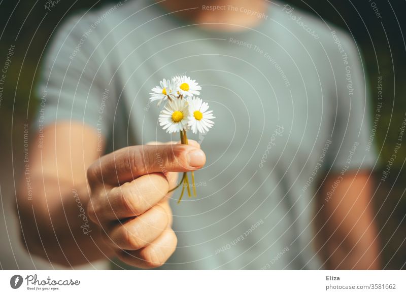 A man gives a bouquet of daisies he picked himself Daisy Ostrich Picked Affection bring flowers Bouquet spring bleed nice observantly Give home-picked by hand