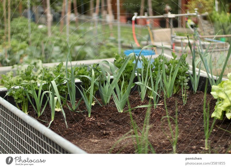 Herbs and salad in a raised bed. More vegetable beds in the background Gardening grow do gardening prate herbs Lettuce Vegetable kitchen garden Nature green
