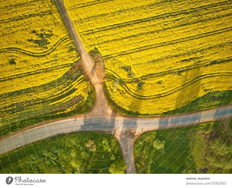 Dirt road in rapeseed flowering field, spring rural Aerial top view agriculture meadow summer colza path green yellow blossom aerial farm landscape outdoor