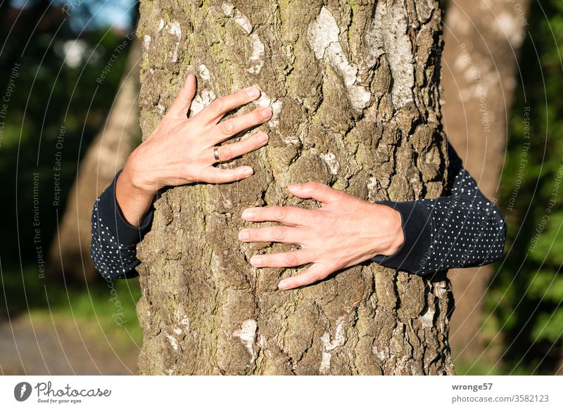 Hands of a woman clasp a tree trunk to find inner peace hands Woman Human being feminine Female senior Senior citizen Adults clench Encompass Tree trunk