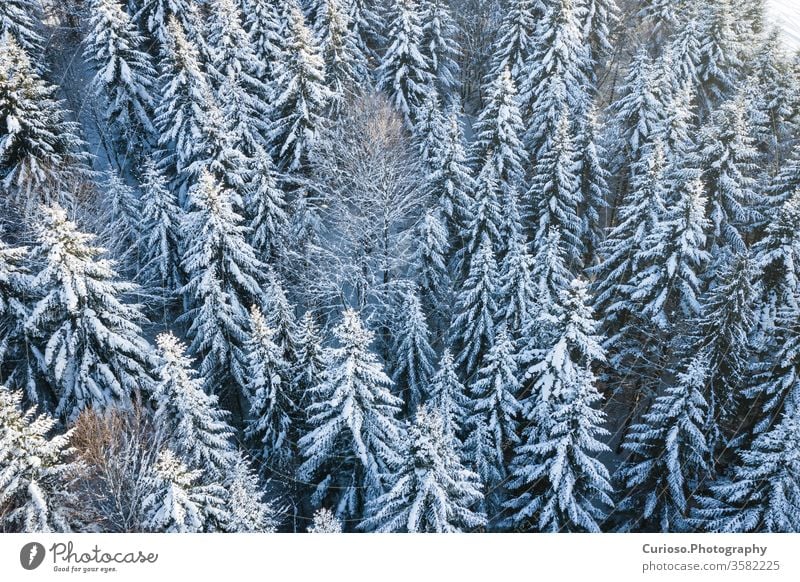 Mountain snow covered pine forest, top down aerial view. Winter landscape. winter above nature white season tree background cold beautiful frost snowy weather