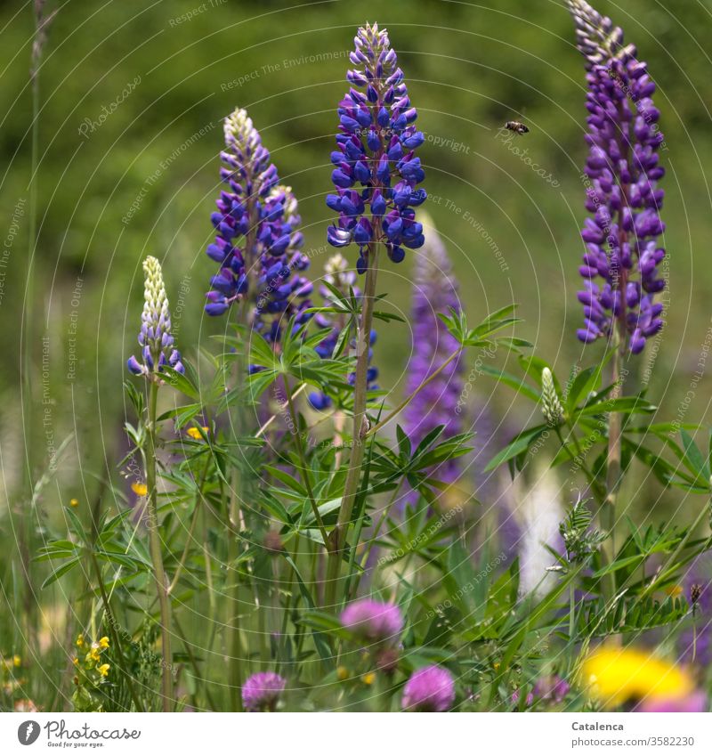 Lupines are in bloom, a bee is flying around, in the foreground you can see the flowers of the red clover. Plant flora Flower blossoms leaves Nature Blossom