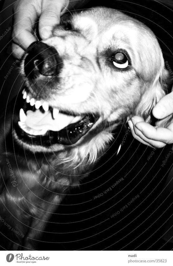 Bad dog? Black White Dog Pelt Golden Retriever Bird's-eye view Set of teeth Nose Tongue Eyes Contrast
