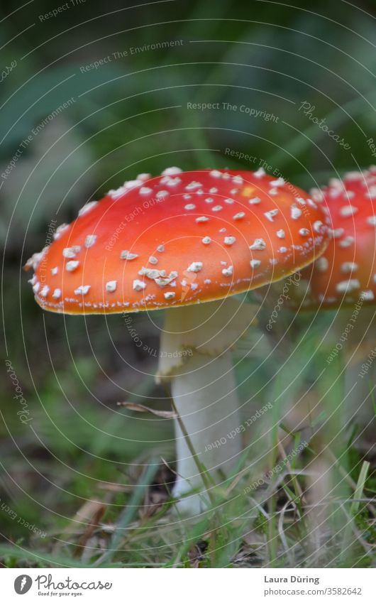 Toadstools close up Amanita mushroom Mushroom Mushroom cap Mushroom picker Beatle haircut mushrooms Close-up Forest Environment Exterior shot Nature Detail