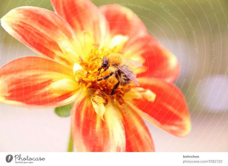 spot landing Summery Blossoming Fragrance Sunlight Colour photo Close-up Wild animal Pollen Blur Nectar Animal Exterior shot Animal portrait Grand piano To feed