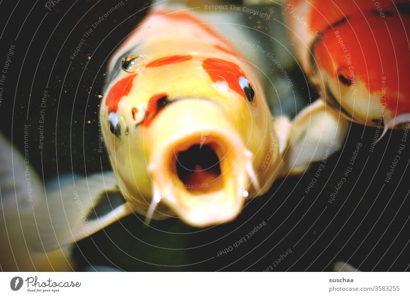 fish looks out of the water with open mouth Fish Ornamental fish Carp Koi Carps Water Pond Auarium Muzzle opened mouth Fright Horror emotion Expression