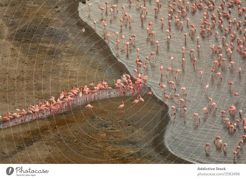Flock of flamingos on lake flock drink water bird waterfowl shore nature pink africa ethiopia chitu pond landscape scenic scenery coast peaceful calm avian wild