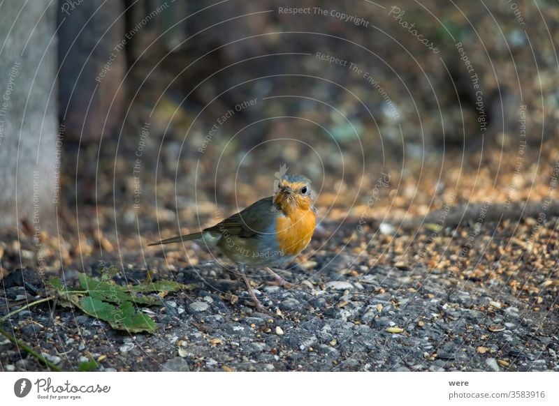 Robin sits in front of a picket fence on the ground looking for food Erithacus rubecula Winterbird animal copy space feathers fly forest nature nobody songbird