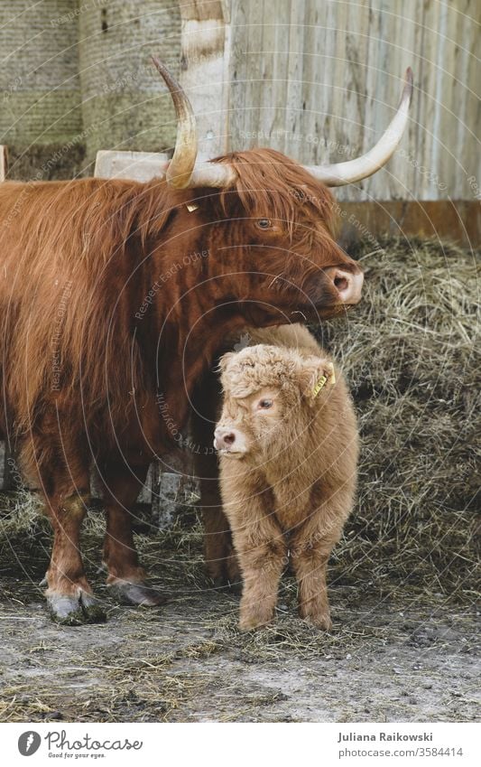 sweet highland cattle calf with mother Calf Highland cattle Animal chill Farm animal Exterior shot Brown Cattle horns Animal portrait Pelt Nature Sweet Baby