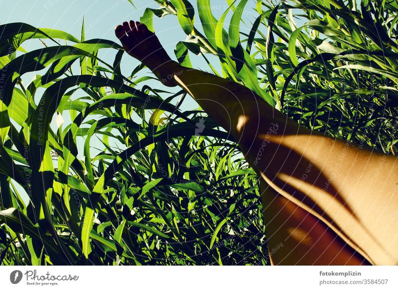 bare foot in the cornfield against the sky feet Maize field Maize plants leg Shadow play Margin of a field Break Field Plantation Agricultural crop Environment