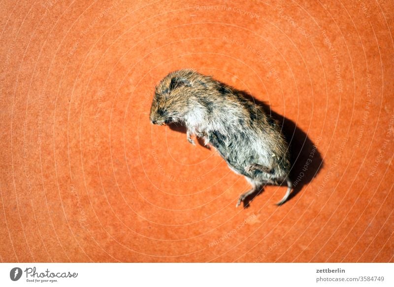 dead vole Mouse rigor mortis Corpse case of death Cricetidae Pelt fur Lie arvicolinae deceased garden pest predator Animal