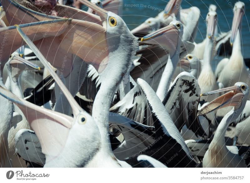 " The Big Eat " quite a few pelicans stand together and want a piece of the fish. With their mouths open. Pelicans Flock Ocean Animal Fish Colour photo