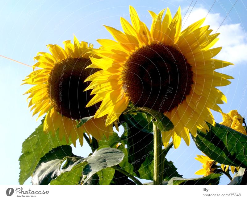 duo Flower Sunflower Yellow Leaf Green 2 Inseparable Summer Sky Blue Lighting In pairs