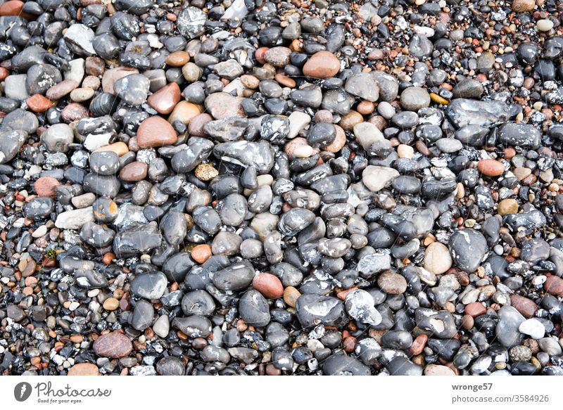 Many wet stones at the Baltic Sea beach coloured stones pebble Pebble flints Baltic beach Beach Pebble beach Wet Glittering colored stinking rich