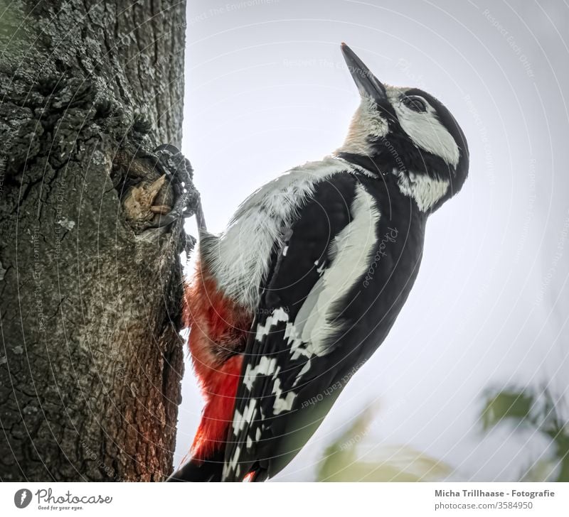 Great spotted woodpecker on tree trunk Spotted woodpecker Dendrocopos major Woodpecker Animal face Eyes Beak Head Grand piano Claw Plumed Feather birds