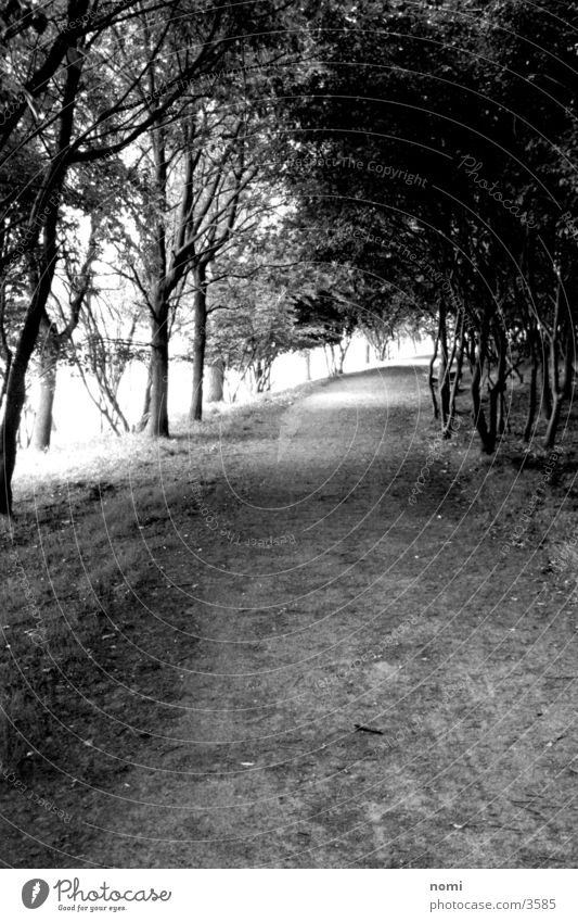 stroll Avenue Tree Light Empty Loneliness Calm Lanes & trails Contrast Branch