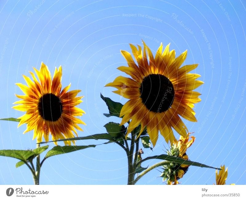 together forever Sunflower Flower Red Yellow Green Together Inseparable Summer Blue sky Lighting In pairs