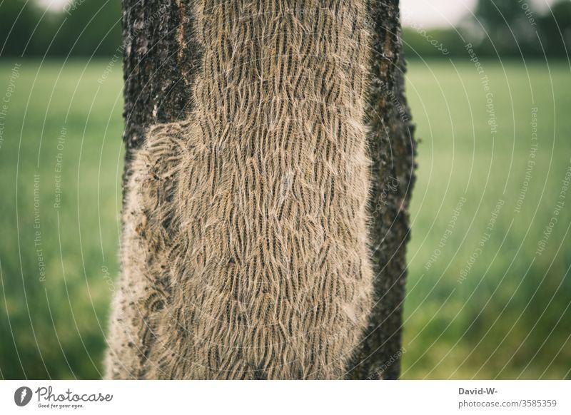 oak processionary moth - many caterpillars on tree trunk Oak Processionary Moth Oak tree Parasite Parasites butterflies infestation befallen Sick Stitches