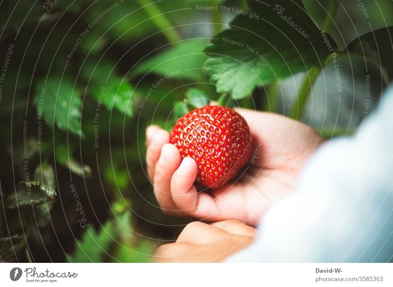 a small child picks a juicy red strawberry from the garden Strawberry Time fruit tidbit already berry fruit fruit varieties yield profitable Collector
