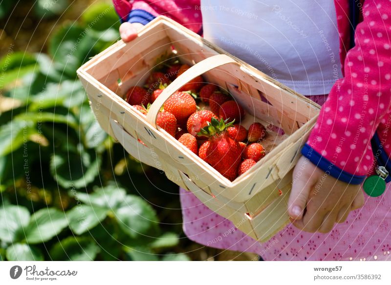 Child shows a basket with freshly harvested strawberries girl Chip basket Basket Strawberry Fresh strawberry field Strawberry harvest Summer fruit Red Mature