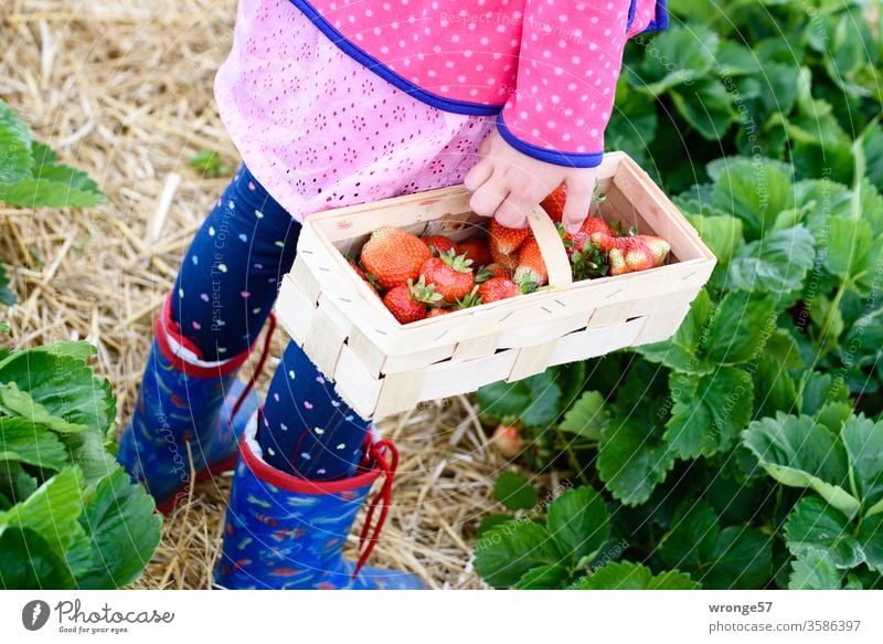 Child stands on a strawberry field with a basket of fresh strawberries girl Chip basket Basket Strawberry Fresh Strawberry harvest Summer fruit Red Mature