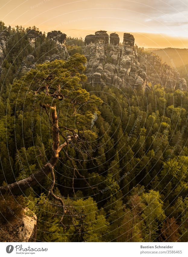 The famous pine near the Bastei in the Elbe Sandstone Mountains Landscape Rock Forest Elbsandstone mountains Summer Germany already Hiking Shadow Europe Trip