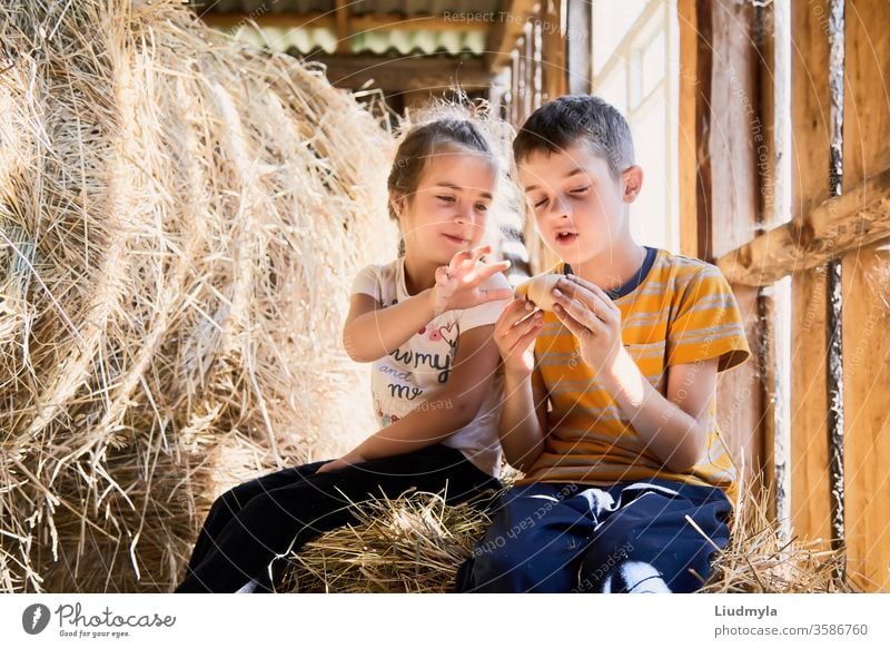 Two little kids are curiously looking at hen egg which they have suddenly found at hayloft during their game. children eggs surprised straw girl rural farmer