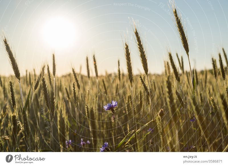 Cornflower In A Wheat Field At Sunset A Royalty Free Stock Photo From Photocase
