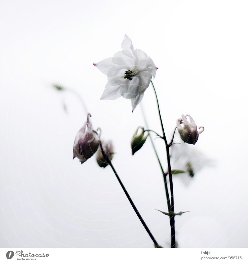bellflower Spring Summer Plant Flower Blossom Bluebell Bud Blossoming Growth Simple Bright Natural Beautiful White Nature Colour photo Subdued colour