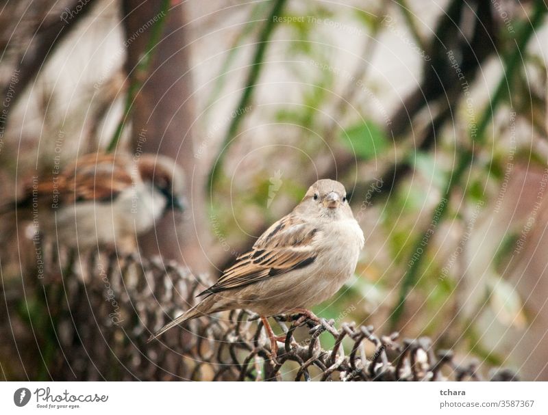 Small brown sparrow on metal fence portrait eurasian tree sparrow close-up close-ups perching backyard wing eating bird in grass backyard birds birdwatching