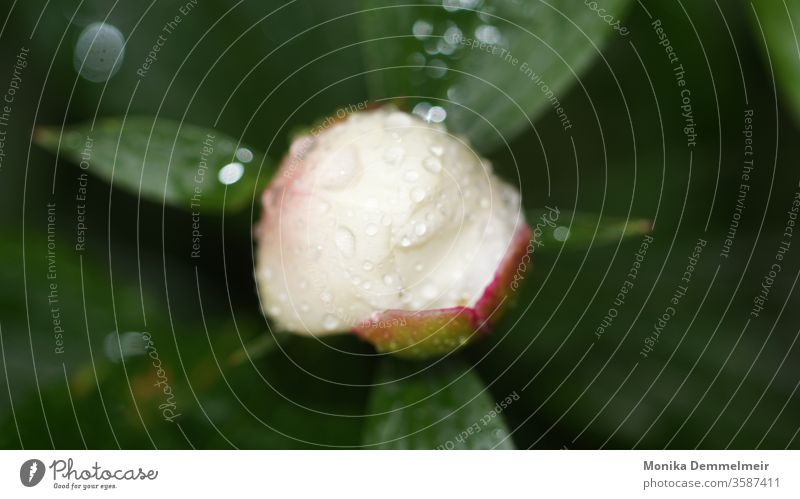 peony raindrops Exterior shot Drop Nature Plant Rain Wet Drops of water Close-up Macro (Extreme close-up) Detail Colour photo Leaf Water Weather Garden Spring