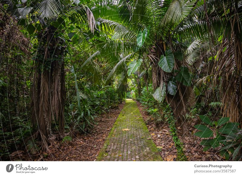 Borneo Jungle 4K - Amazing Tropical Rainforest In Asia