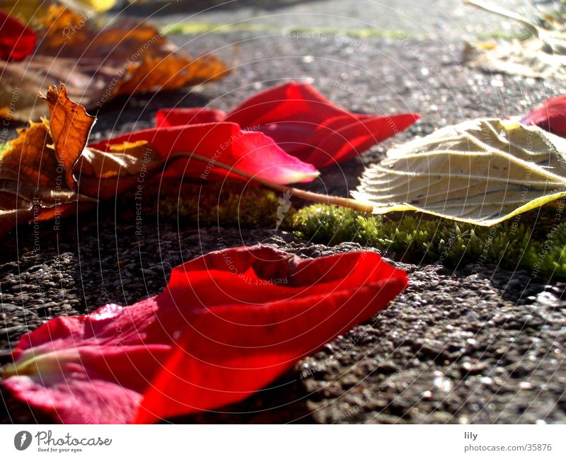 autumn foliage Autumn Light Rose leaves Leaf Red Intensive Sun Lighting Stone Colour Moss