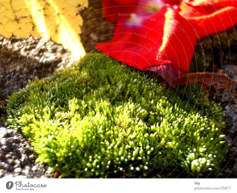 rose moss Rose leaves Leaf Autumn leaves Light Red Green Sun Lighting Moss